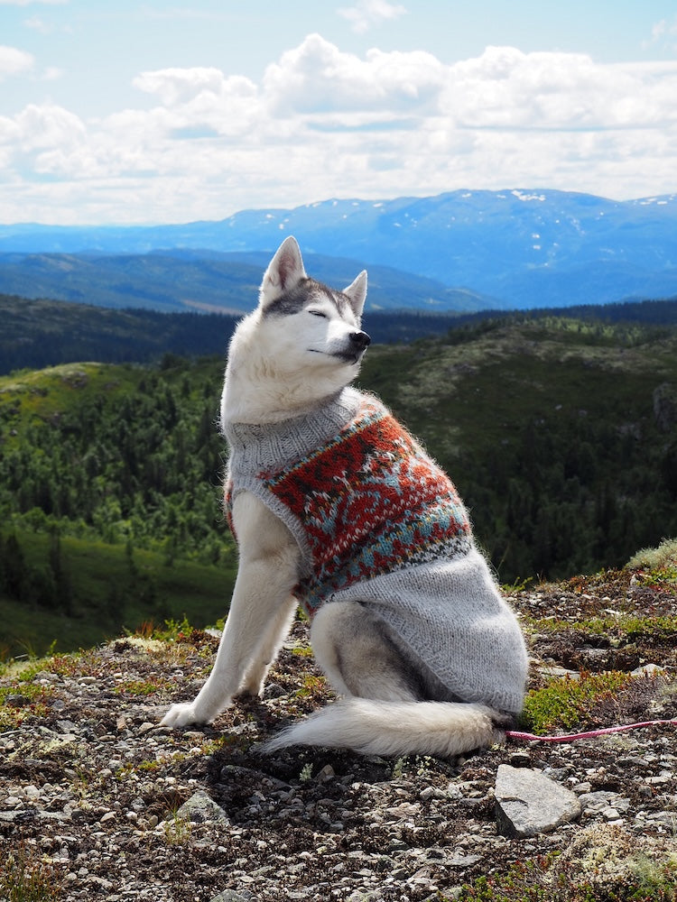 Alasuq Pullover Dog | für deinen Hund aus Alafosslopi von Lopi Island