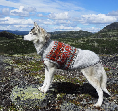 Alasuq Pullover Dog | für deinen Hund aus Alafosslopi von Lopi Island