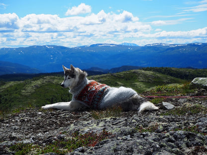 Alasuq Pullover Dog | für deinen Hund aus Alafosslopi von Lopi Island