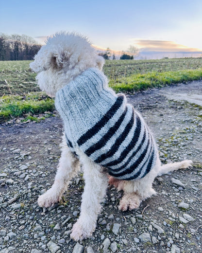Rabea von gute-garne Hundepullover Black Sheep mit Alafosslopi von Lopi Island 11