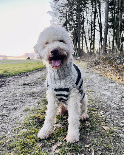 Rabea von gute-garne Hundepullover Black Sheep mit Alafosslopi von Lopi Island 3