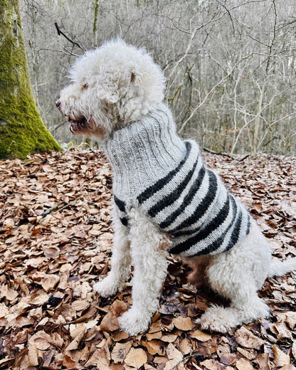 Rabea von gute-garne Hundepullover Black Sheep mit Alafosslopi von Lopi Island 6