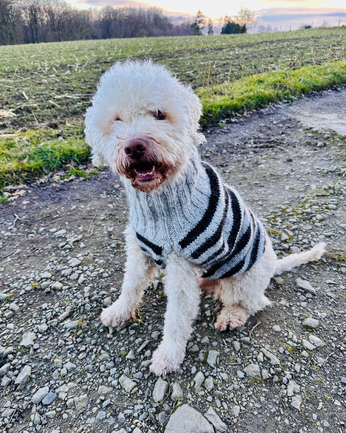 Rabea von gute-garne Hundepullover Black Sheep mit Alafosslopi von Lopi Island 9